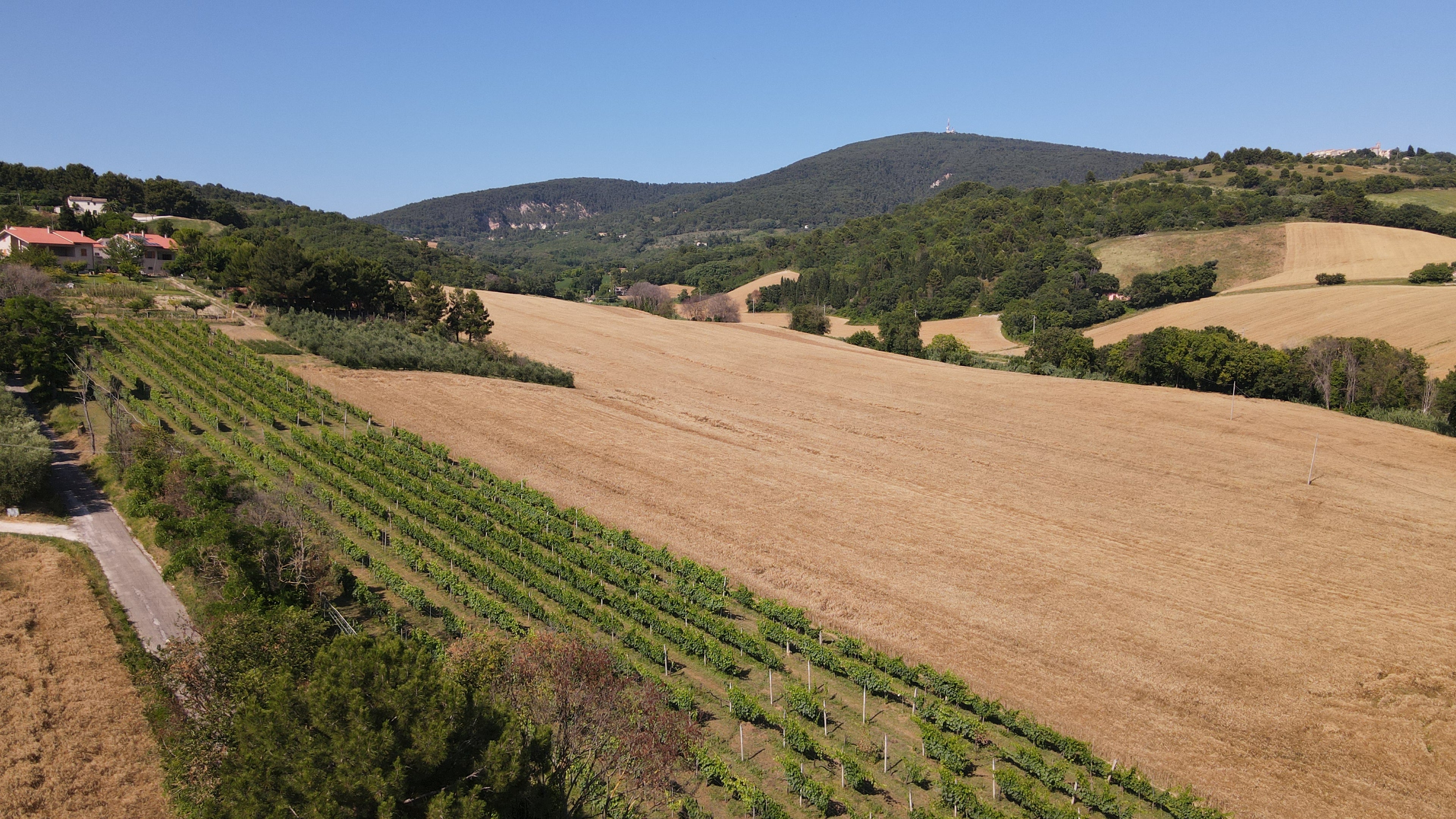 Panoramica terreni dell'azienda agricola Manfrini Daniele sullo sfondo il Monte Conero