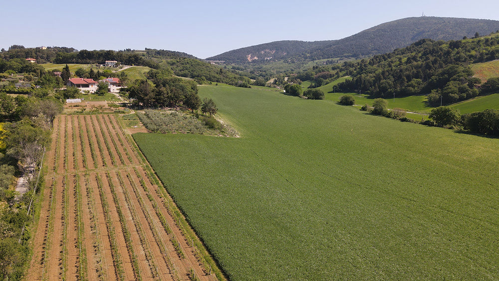 Panoramica terreni dell'azienda agricola Manfrini Daniele sullo sfondo il Monte Conero